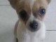magnifique chihuahua &agrave; donner