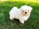 A DONNER Tr&egrave;s Beau Chiot Bichon Maltais M&acirc;le