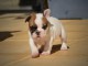 Chiot bouledogue fran&ccedil;ais m&acirc;le a donner