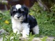 Chiot de type Bichon Havanais femelle