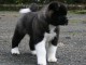 A donner Chiots de race Akita am&eacute;ricain