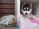 Urgent !!! Husky sib&eacute;rien &agrave; donner 