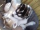 Urgent husky sib&eacute;rien a donner 