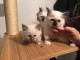 Chatons Sacr&eacute; de Birmanie disponible