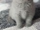 Un chaton femelle british shorthair &agrave; donner