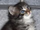 Chatons Sib&eacute;riens pour compagnie