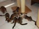 Chatons somalis &agrave; donner