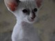 Magnifique chatons siamois &agrave; donner