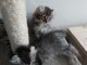 Chatons am&eacute;rican curl pour adoption