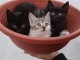 Adorables chatons &agrave; r&eacute;server