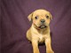 A donner Chiots staffordshire bull terrier