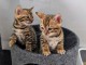    Dons chatonsbengal loof &acirc;g&eacute;s de 3 mois 