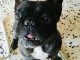 magnifiques chiots type Bouledogue Fran&ccedil;ais contre bon soin