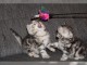 2  chatons British Shorthair tigr&eacute;s