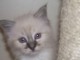 Deux chatons sacr&eacute; de Birmanie m&acirc;le et femelle a donner