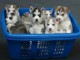 disponible de suite bb Husky de Sib&eacute;rie.