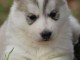 disponible de suite bb Husky de Sib&eacute;rie.