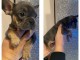 magnifiques chiots type Bouledogue Fran&ccedil;ais contre bon soin