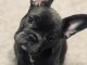 magnifiques chiots type Bouledogue Fran&ccedil;ais contre bon soin