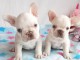 magnifiques chiots type Bouledogue Fran&ccedil;ais contre bon soin