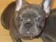 magnifiques chiots type Bouledogue Fran&ccedil;ais contre bon soin