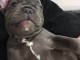 magnifiques chiots type Bouledogue Fran&ccedil;ais contre bon soin