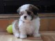  Magnifiques b&eacute;b&eacute;s chiots shih tzu