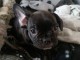 magnifiques chiots type Bouledogue Fran&ccedil;ais contre bon soin