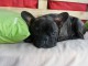 magnifiques chiots type Bouledogue Fran&ccedil;ais contre bon soin