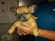 superbes chiots type Bouledogue Fran&ccedil;ais a donner