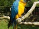 Disponible magnifique perroquet ara ararauna