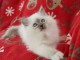 Quatre tr&egrave;s beau chatons de race Sacr&eacute; de Birmanie