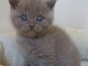 je donne un Chaton british shortha&iuml;r 