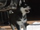 A donner chiots Husky de sib&eacute;rien 