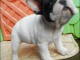 A donner chiots bouledogue fran&ccedil;ais