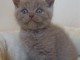 Adopter un Chaton british shortha&iuml;r gratuit