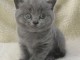 Adopter un Chaton british shortha&iuml;r gratuit