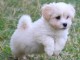 Magnifiques chiots bichon havanais &agrave; donner
