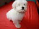 Magnifiques chiots bichon havanais &agrave; donner