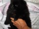 Sp&eacute;cialis&eacute; dans le SPITZ POMERANIAN type NOUNOURS nous vous propo