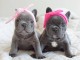 chiots bouledogue fran&ccedil;ais lof