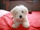 Magnifiques chiots bichon havanais &agrave; donner