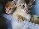 A donner Chatons abyssin