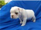 A donner chiots bouledogue fran&ccedil;ais