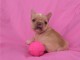 A donner chiots bouledogue fran&ccedil;ais