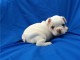 A donner chiots bouledogue fran&ccedil;ais