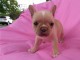 A donner chiots bouledogue fran&ccedil;ais