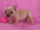 A donner chiots bouledogue fran&ccedil;ais