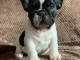 superbes chiots type Bouledogue Fran&ccedil;ais a donner