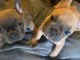 superbes chiots type Bouledogue Fran&ccedil;ais a donner